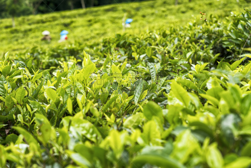 绿茶,印度尼西亚,茶树油,茶树,茶,爪哇,水平画幅,山,早晨,户外