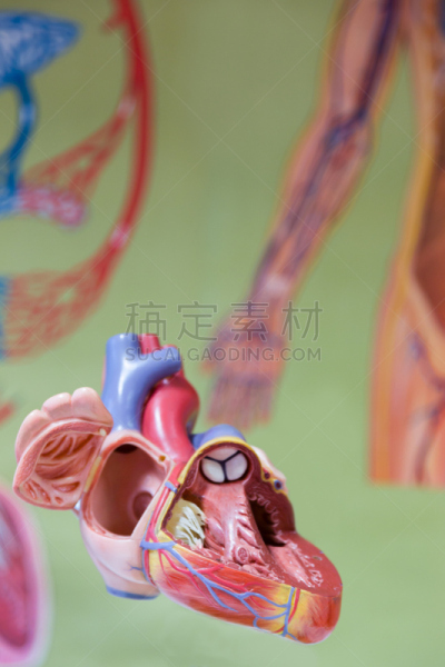 人类心脏,模型,前面,垂直画幅,人造的,洞,会议,绘画插图,科学,塑胶