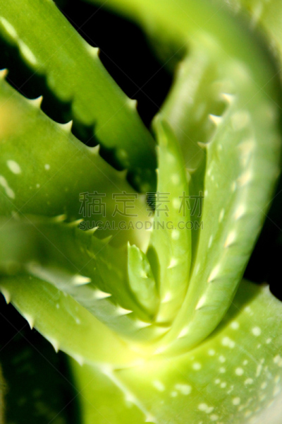 仙人掌,草本,特写,草药,芦荟,垂直画幅,枝繁叶茂,coral aloe,荆棘,图像