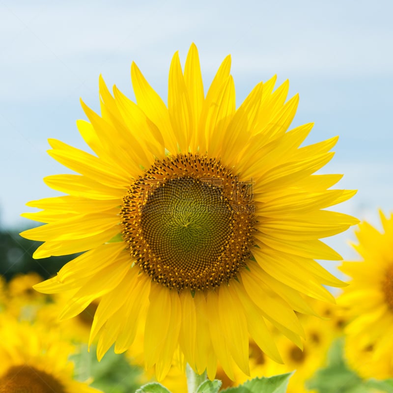 向日葵,天空,无人,早晨,夏天,户外,特写,仅一朵花,花蕾