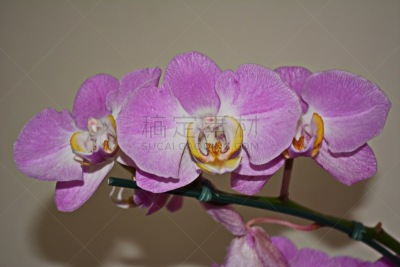 蝴蝶兰,自然美,嗜酸细胞,圣卡塔琳娜,美,兰花,休闲活动,水平画幅,无人,特写