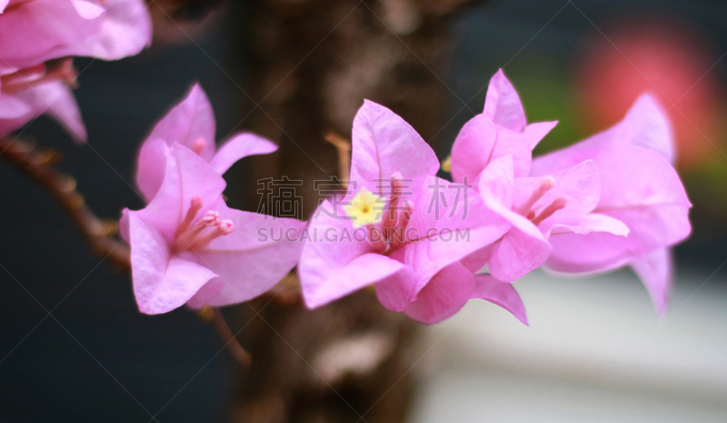 三角梅,水平画幅,无人,白色,植物,紫色,石竹目,粉色,农业,开花植物