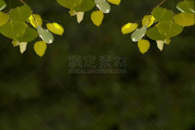 绿色,背景,白杨叶,白杨类,留白,边框,水平画幅,无人,夏天,阴影