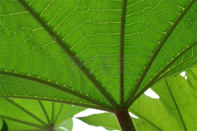 叶子,豆,卡斯托尔,蓖麻,植物,水平画幅,无人,有毒生物体,2015年