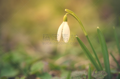 雪花莲,特写,埃平森林,饰品花,粉色背景,美,公园,芳香的,水平画幅,雪