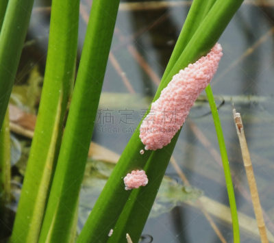 苹果螺,卵,蜗牛,水,水平画幅,芦苇,无人,软体动物,户外,湿地
