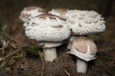蘑菇,水平画幅,秋天,无人,桑德林汉姆,森林,户外,季节,陆地,树林