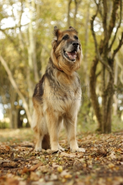 德国牧羊犬,秋天,森林,纯种犬,遛狗师,英国,狗,英格兰,一只动物,哺乳纲