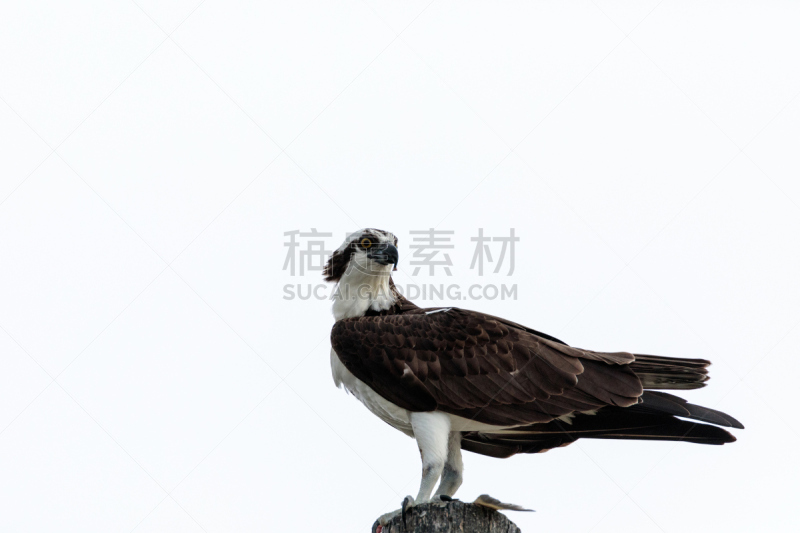 鱼鹰,鸟类,自然,野生动物,美国,食肉鸟,水平画幅,无人,佛罗里达,水禽