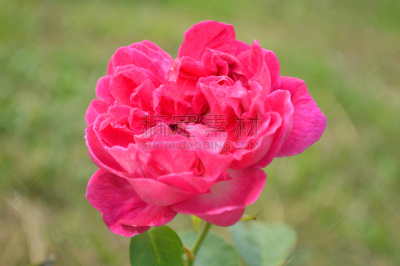 大马士革玫瑰,红色,转基因,芳香的,水平画幅,无人,玫瑰,户外,泰国,仅一朵花