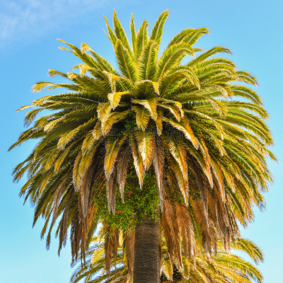 海枣树,加那利群岛,加利福尼亚,安巴卡德罗中心,旧金山,canary island date palm,图像,无人,棕榈树,植物