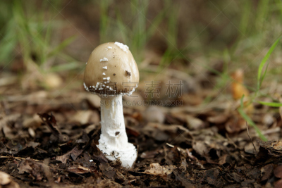 瓢蕈,伞形毒菌,水平画幅,秋天,无人,有毒生物体,危险,蘑菇,湿,摄影