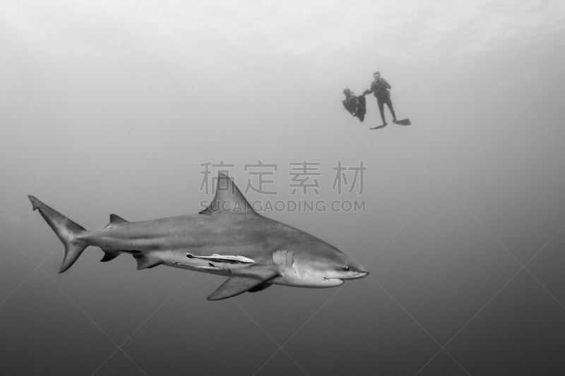 鲨鱼,水平画幅,无人,2015年,水下,黑白图片,bull shark,海洋,摄影