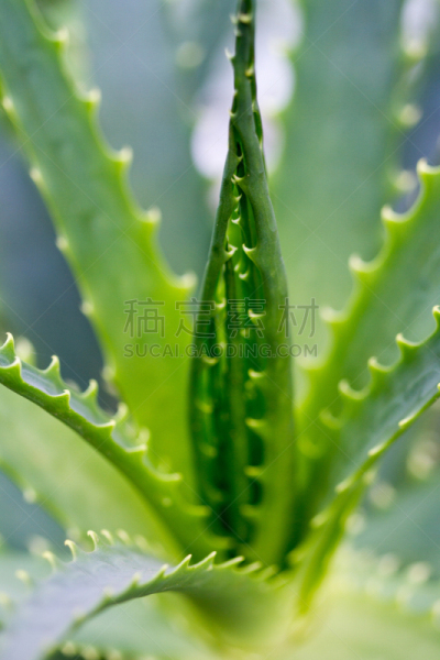 芦荟,wild aloe,含羞草,芦荟汁,植物叶柄,凤梨科植物,中医,龙舌兰属植物,印度草医学,垂直画幅
