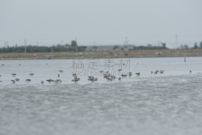 鸟类,户外,自然,环境,一群鸟,水,天空,桨,水平画幅,沙子