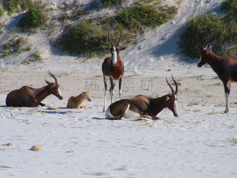 兽群,blesbok,南非,开普敦,自然,雄鹿,野生动物,水平画幅,沙子,生物