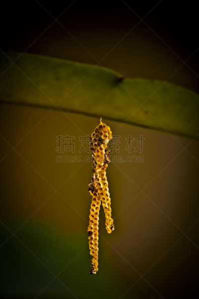 纸巢黄蜂,动物的巢,伊丽莎白二世,自然,垂直画幅,无脊椎动物,野生动物,黄蜂巢,无人,居住区