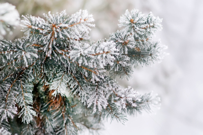 冬天,背景,新的,雪,白色,十二月,松科,常绿树,雪花