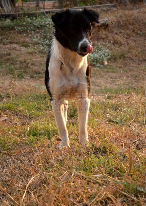 狗,黑色,阿米丽亚公主,杜宾犬,自然,垂直画幅,褐色,纯种犬,小的,家畜