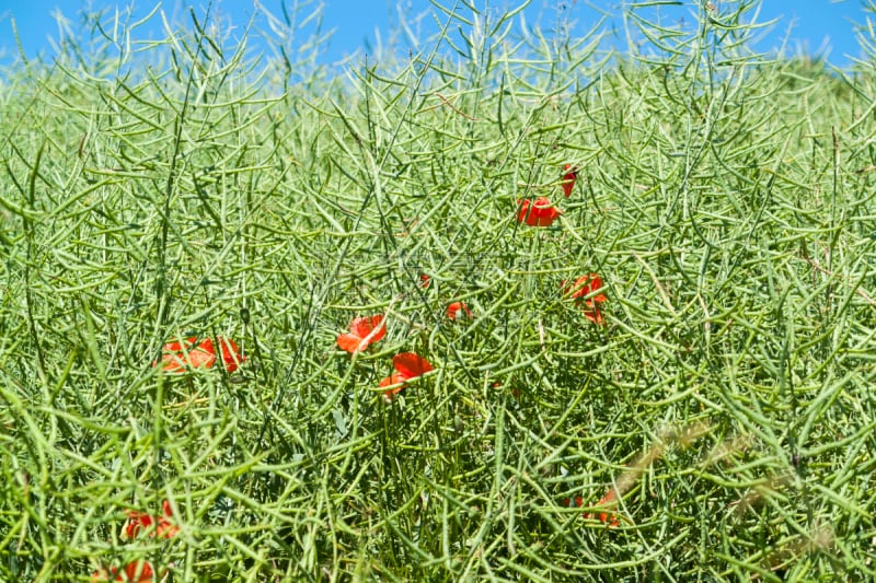 芸苔,特写,晴朗,油菜花,豆荚,水平画幅,无人,夏天,户外,生物学