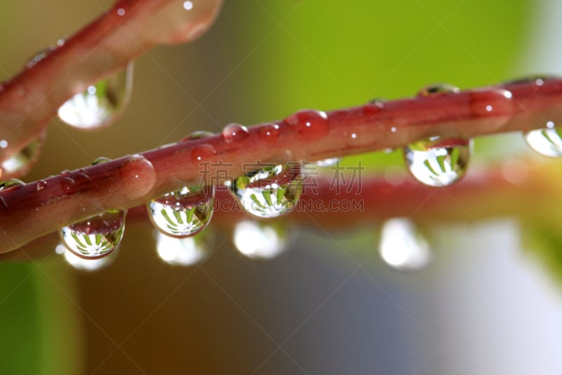 雨滴,嫩枝,单子叶植物,萱草,自然,水平画幅,无人,湿,水滴,天气