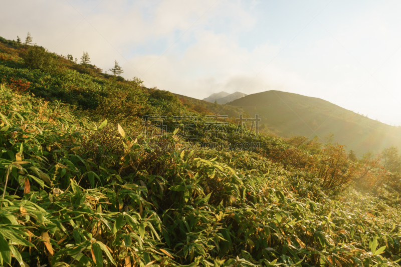 早晨,山,草津,草津山,群马县,竹子叶,木板路,气候与心情,天空,美