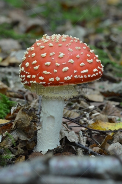 毒蝇菇,自然,垂直画幅,秋天,无人,有毒生物体,斑点,户外,草,特写