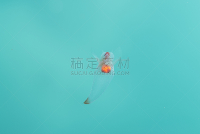天使,浮冰,云景,风,环境,云,裸海蝶,天气,夏天,户外
