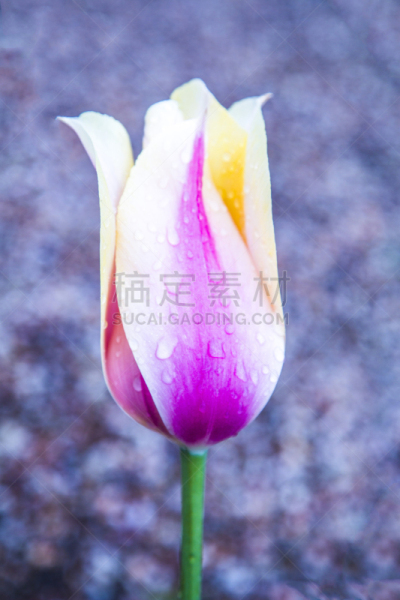 仅一朵花,园林,春天,植物群,垂直画幅,枝繁叶茂,沙子,郁金香,草坪,夏天