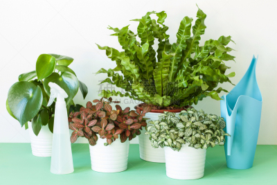 室内植物,燕窝蕨,花盆,水平画幅,枝繁叶茂,无人,干净,特写,明亮,鸟巢