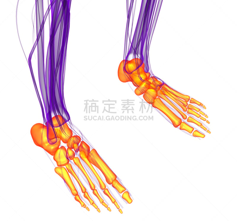 健康保健,三维图形,插画,足部骨骼,人类骨架,腓骨,水平画幅,形状,人类脚趾,足