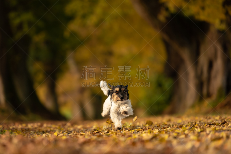 狗,杰克拉瑟短腿犬,迅速,林荫路,幼小动物,可爱的,树林,活力,曙暮光,玩具