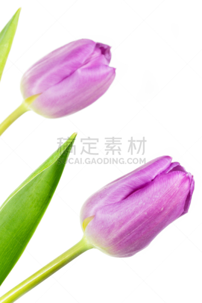 郁金香,粉色,白色背景,垂直画幅,美,夏天,生日,特写,两个物体,仅一朵花
