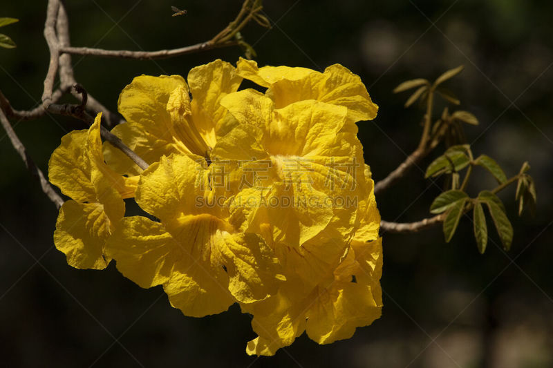 黄金,小号,自然,美,美国,水平画幅,无人,夏天,软枝黄蝉,特写
