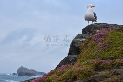 岩石,海鸥,水平画幅,无人,鸟类,新月城,太平洋,海洋,栖息,摄影