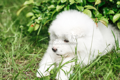 莱卡犬,萨摩耶犬,自然,小狗,水平画幅,进行中,夏天,套装,户外,草