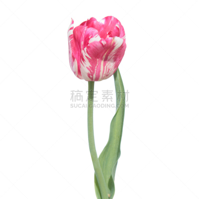 郁金香,杂色的,病毒,伦勃朗郁金香,患病植物,植物,无人,方形画幅,白俄罗斯,破坏