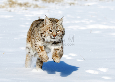 美洲山猫,冬天,寒冷,水平画幅,雪,无人,动物冲锋,野外动物,户外,野兽游荡