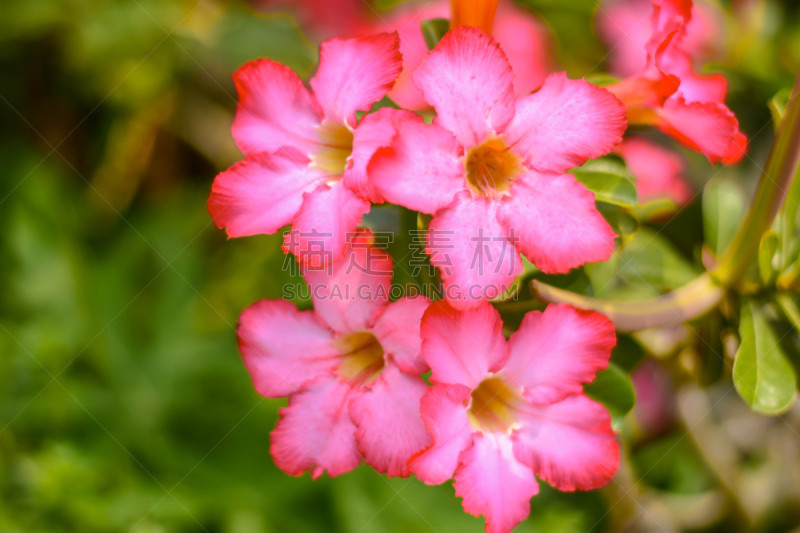 沙漠玫瑰,灌木,沙漠,花朵,户外,个性,不,粉色,芳香的,花