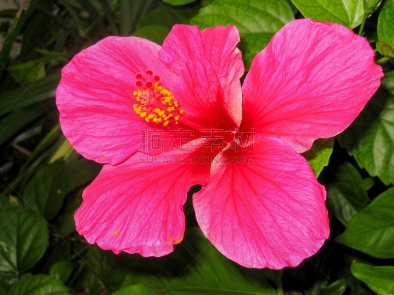 粉色,仅一朵花,自然,水平画幅,雄蕊,无人,嫩枝,夏天,特写,明亮