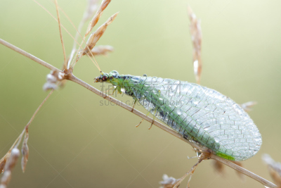 绿色草蜻蛉,自然,昆虫,lacewing,蚜虫,角膜,螨,杀虫剂,触须,动物躯干