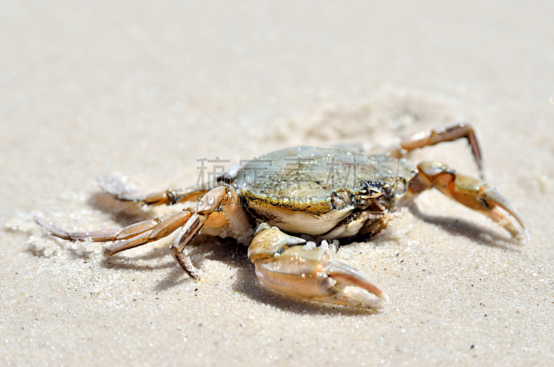 螃蟹,沙子,海滩,海洋,水平画幅,巨大的,动物身体部位,夏天,户外,特写
