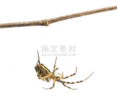 断纹金蛛,悬挂的,枝,分离着色,无脊椎动物,野生动物,水平画幅,无人,白色背景,背景分离