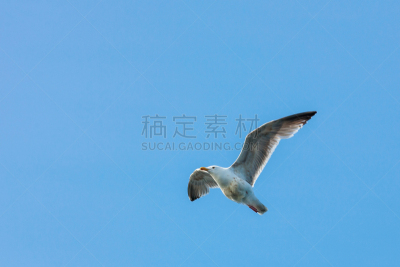黑脊鸥,翅膀,挪威,动物主题,野生动物,一只动物,鸟类,户外,天空,白色
