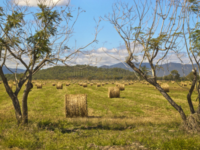 山,干草卷,田地,背景,阿瑟顿高地,紫薇科树,干草,水平画幅,无人,透视图