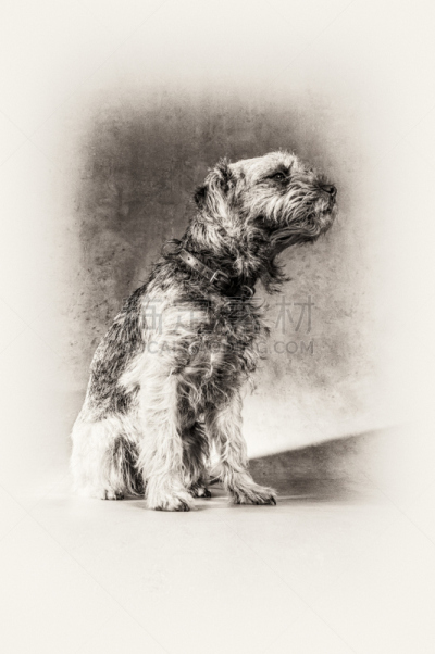 博德猎狐犬,梗犬,狗,动物毛发,黑白图片,注视镜头,垂直画幅,无人,侧面像,哺乳纲