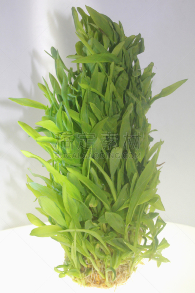 秧苗,老玉米,垂直画幅,无人,玉米,单子叶植物,农作物,植物,草类,农业