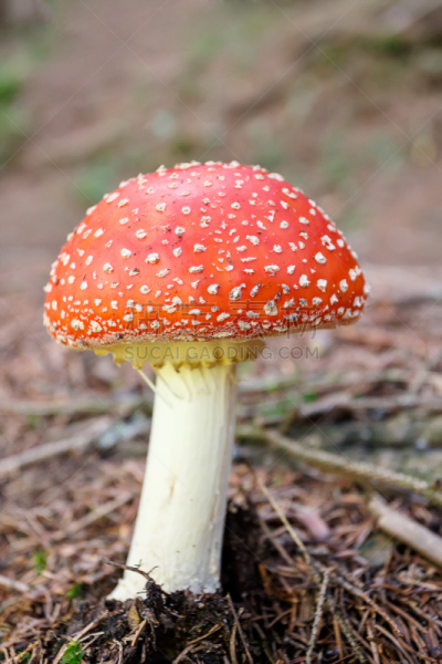 蘑菇,鹅膏菌,接力赛,毒蝇菇,垂直画幅,公园,户外,特写,毒蘑菇,橙色伞菌