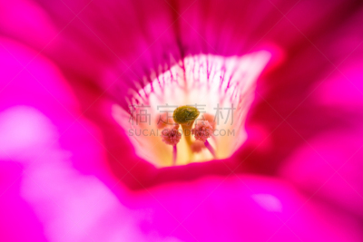 矮牵牛花,雌蕊,雄蕊,花头,单倍体,卵巢,灯丝,生殖器官,美,水平画幅