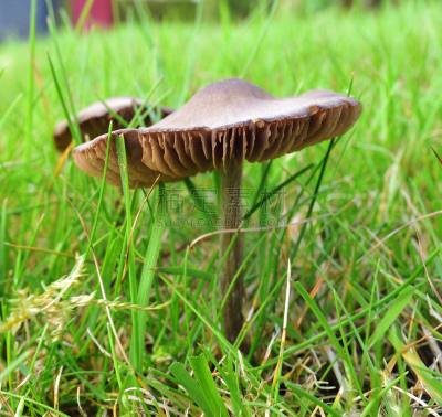 真菌,秋天,子结构,真菌学,双核亚界,蘑菇的结构,真核生物,地衣,水平画幅,无人